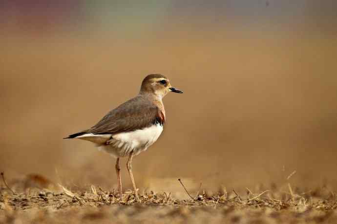 【春天的消息】（最先来到北京的迁徙排头兵---东方鸻）