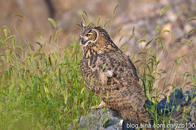 终于拍到大雕神猫了鈥斺敱贝骱有菁俚谒摹⑽逄欤ㄗ橥迹18张图片）