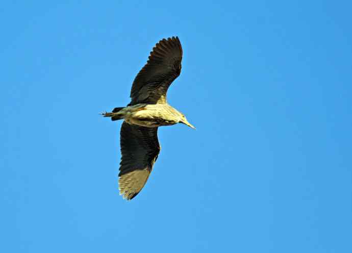 北京动物园的鸟类——飞（夜鹭）40