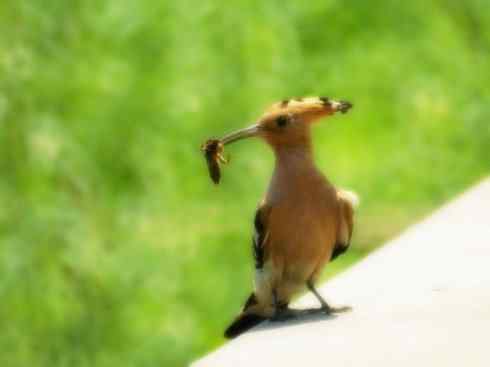 家禽驯化之源之二十三