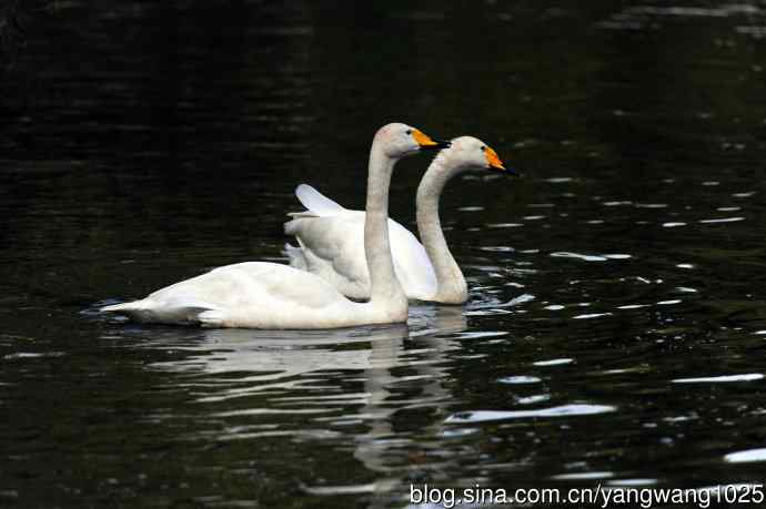 白天鹅之舞（5）