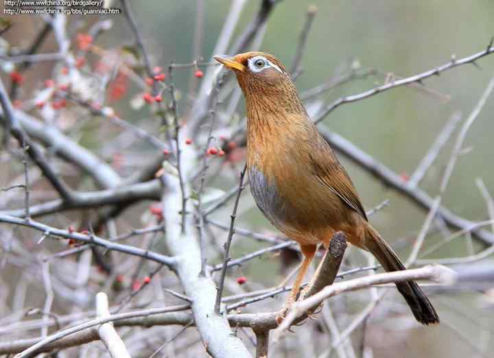 画眉鸟叫声视频