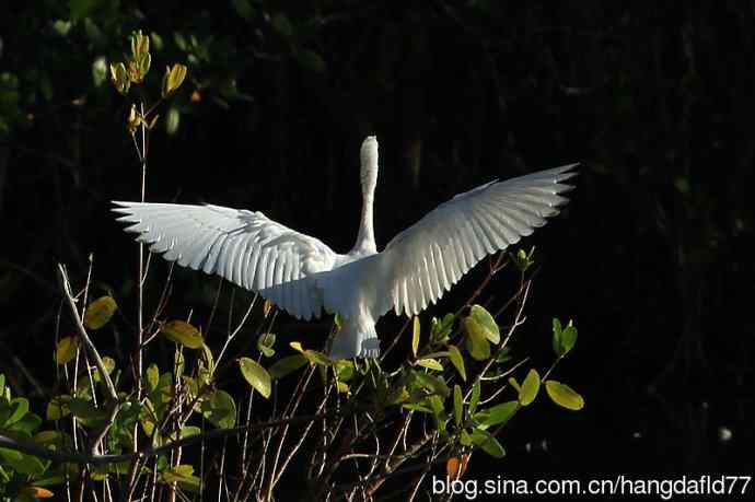 美国鸟类摄影——白色的小蓝鹭 (3)