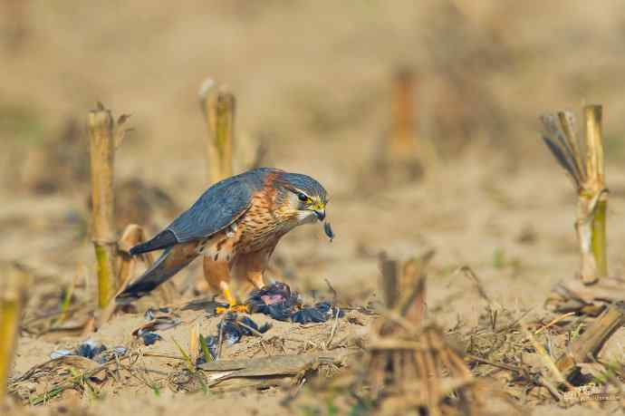 【野鸭湖的鸟】灰背隼