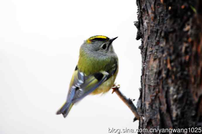 戴菊鸟(12) 戴菊鸟(12)
