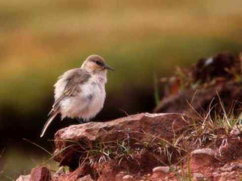 另类鸟类建筑师之二（褐背拟地鸦、雪雀）