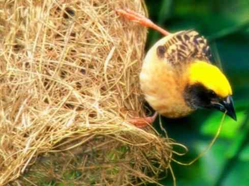 家禽驯化之源之二十四