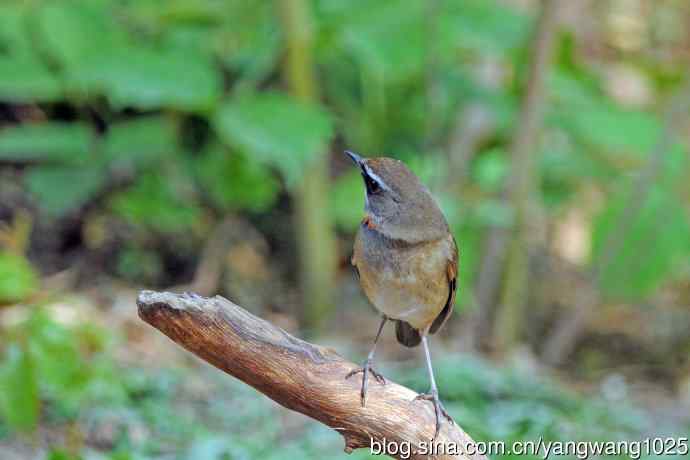 雄性红喉歌鸲（12）