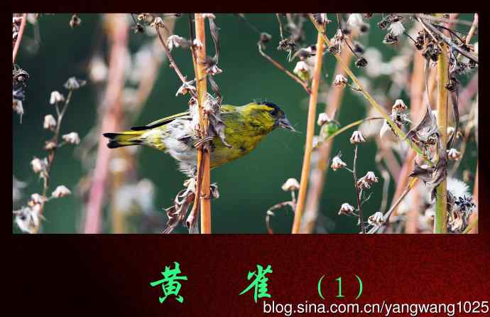 黄雀（1）
