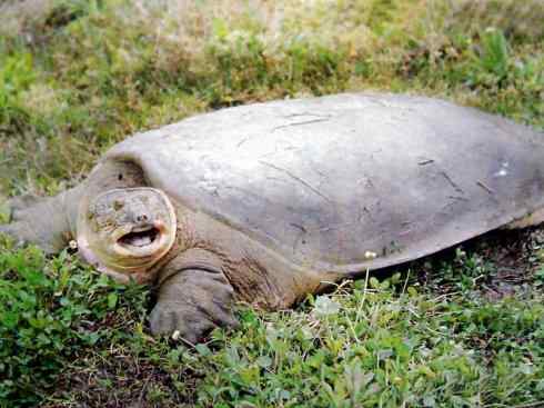 玄武:传说的兽原型探秘(鳖) 玄武:传说的兽原型探秘(鳖)