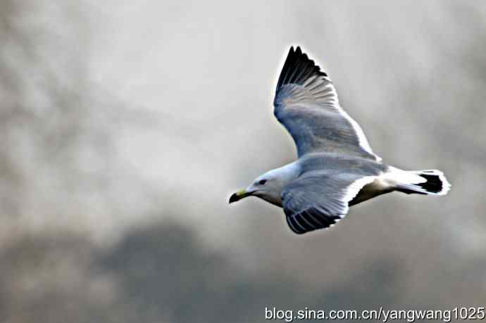 飞（海鸥）10