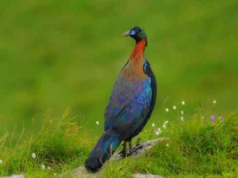 凤凰：传说中的鸟原型探秘（孔雀）