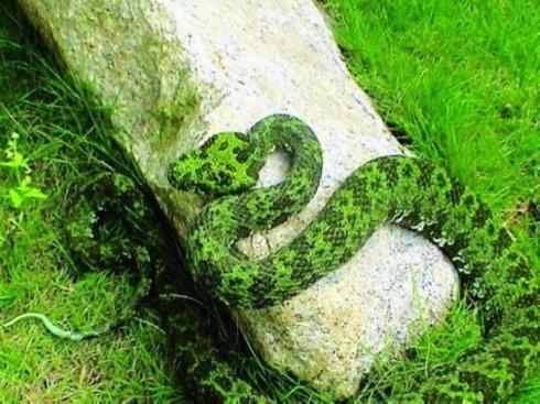 龙：传说的兽原型探秘（蝮蛇类）