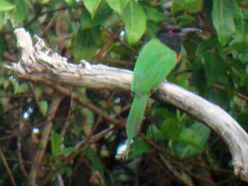 绝色攀禽:佛法僧目之蜂虎 绝色攀禽:佛法僧目之蜂虎