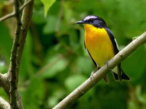 美丽无罪：雀鸟之姬鹟