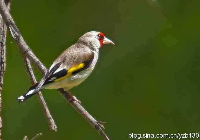 漂亮的红额金翅（组图，）