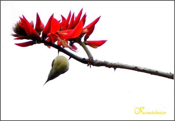 成都来了鈥溙裟疋潯菊掌