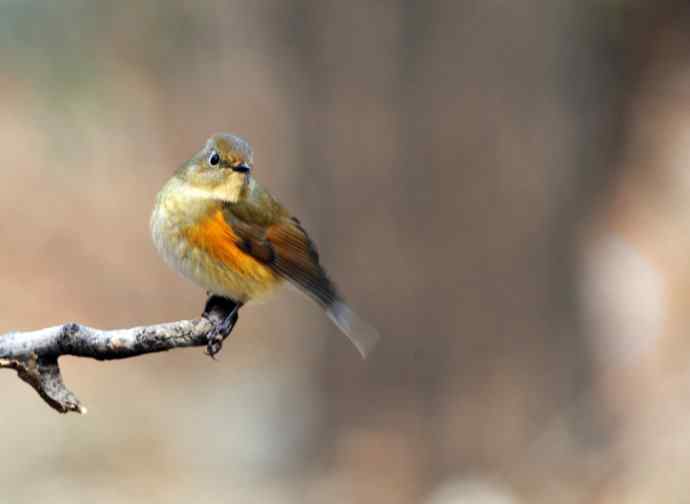 雌性红胁蓝尾鸲（12）