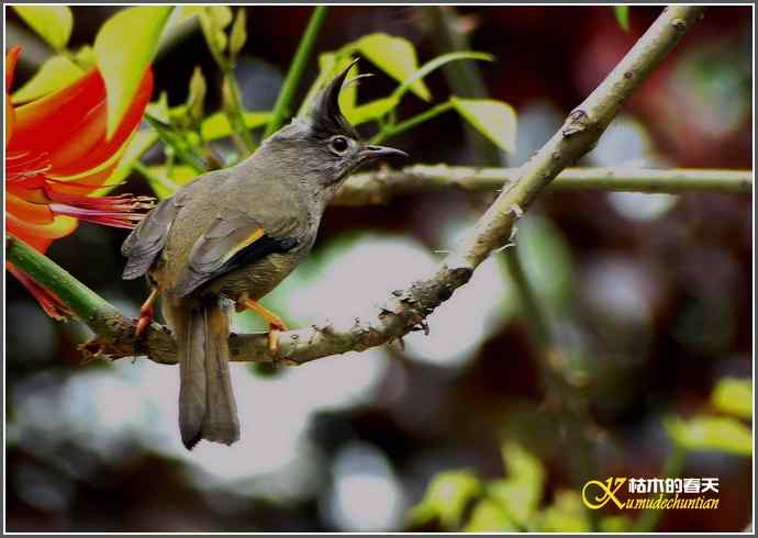 拍鸟之“纹喉凤鹛”【照片】