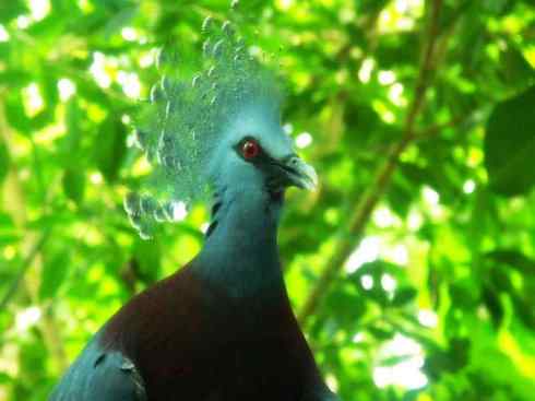 美丽无罪：雀鸟之八色鸫