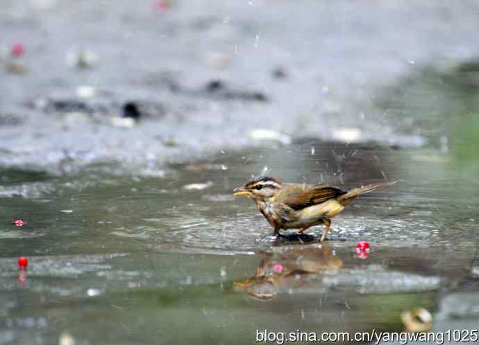 洗浴中的褐柳莺 洗浴中的褐柳莺