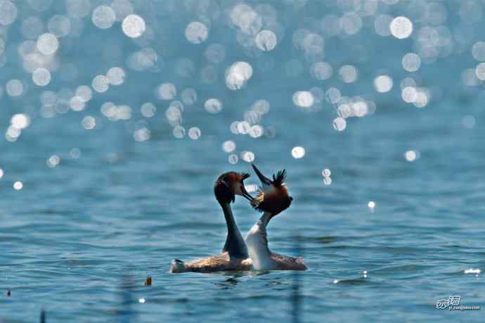 颐和园的凤头