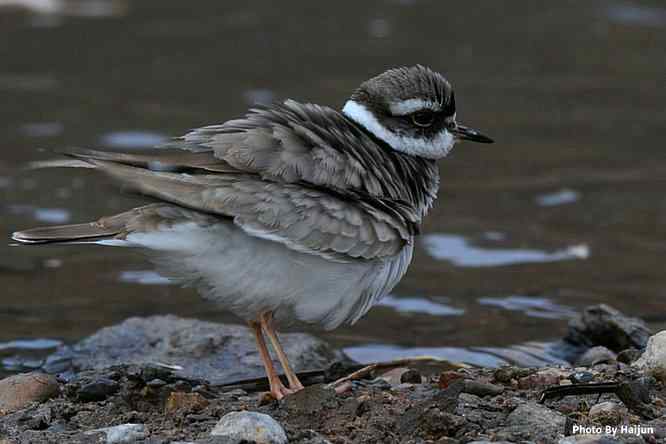 鸟为悦己者容(长嘴剑鸻梳妆)