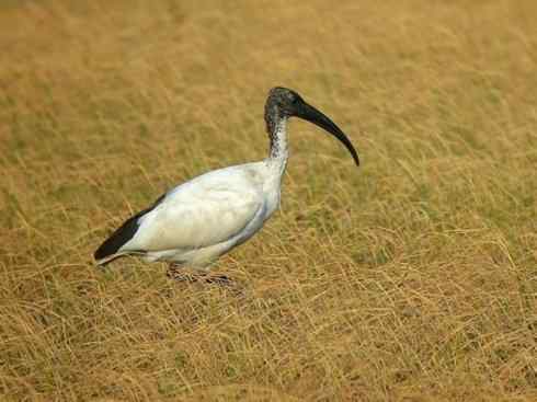 极品红色鸟类：美洲红鹮