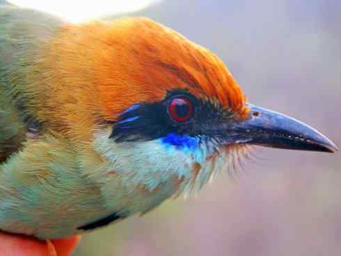 绝色攀禽:佛法僧目之翠鴗