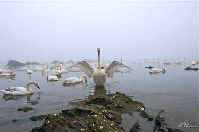 烟墩角&nbsp;wbr路&nbsp;wbr再次与大天鹅亲密相处