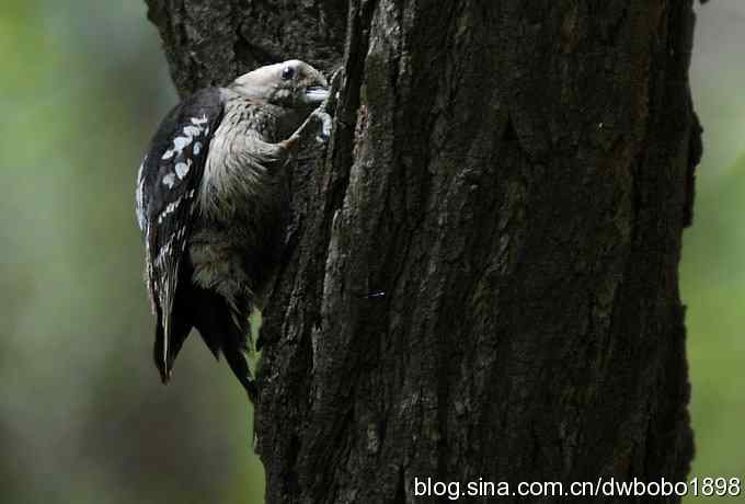 朱雀和北宫的鸟