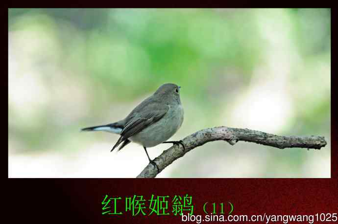 红喉姬鹟（11）