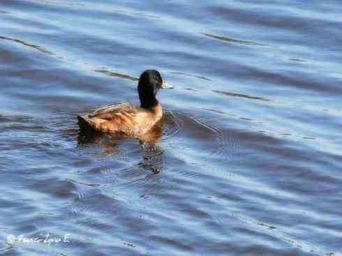 十大鸟类建筑师之一（家燕、金丝燕）