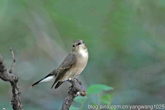 秋天的红喉姬鹟（1）