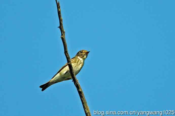 烏鶲（记录版）