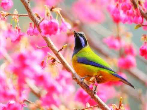 美丽无罪：雀鸟之叶鹎