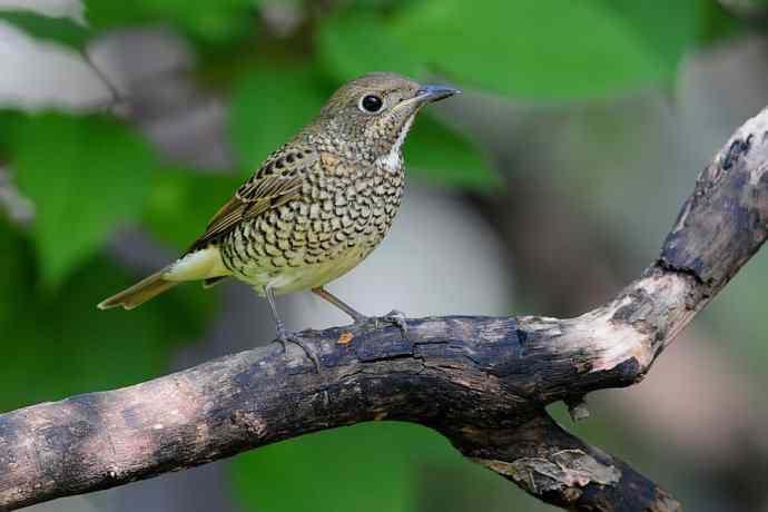 【新鸟】白喉矶鸫（雌）