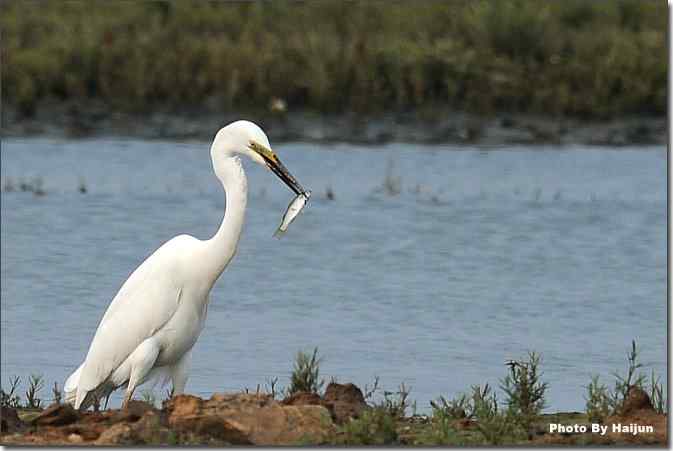  点击图片或使用键盘← →翻页