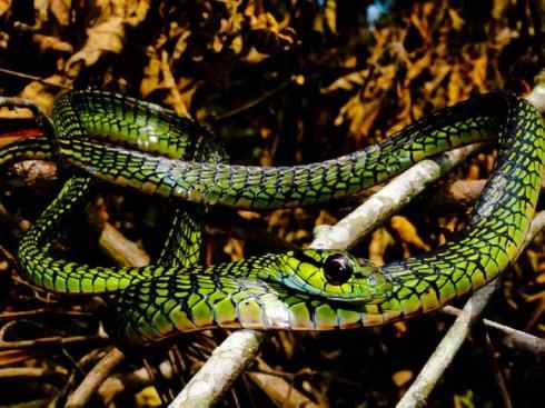 龙:传说的兽原型探秘(树蛇类) 龙:传说的兽原型探秘(树蛇类)