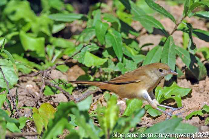 厚嘴苇莺(1) 厚嘴苇莺(1)