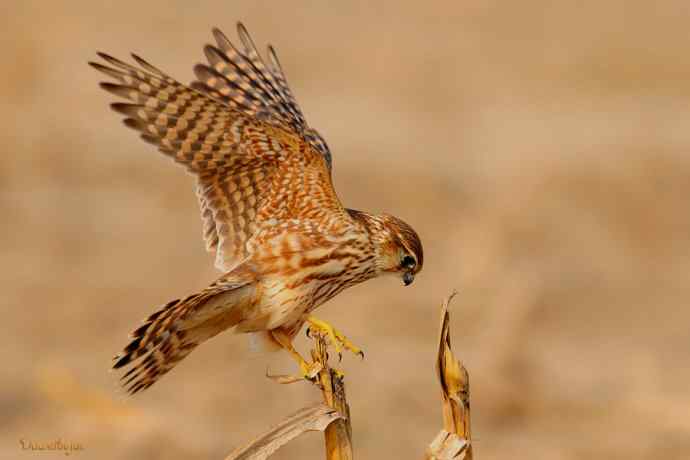 灰背隼（雌）.今日野鸭湖收获