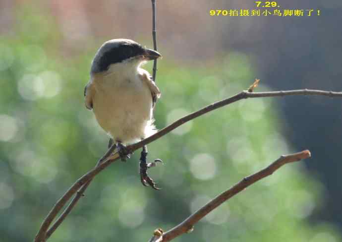 211.小伯劳成长记(5)结束篇--群友部分精彩作品选