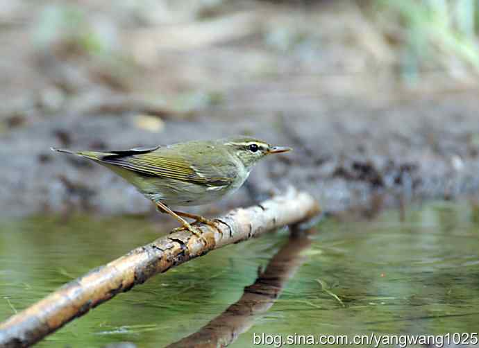 极北柳莺（枝头）2