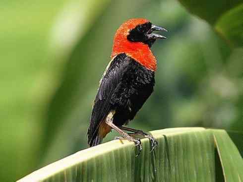 极品红色鸟类：红艳织雀