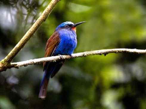 绝色攀禽：佛法僧目之蜂虎2