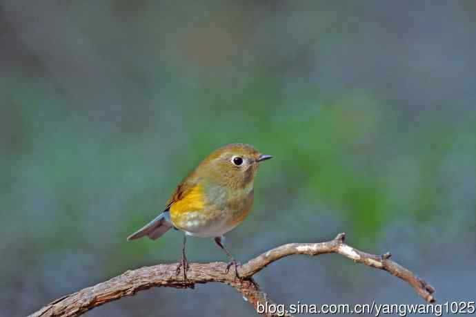 杂片(黄腹山雀、暗绿绣眼鸟、雌性红胁蓝尾鸲、黄腰柳莺) 杂片(黄腹山雀、暗绿绣眼鸟、雌性红胁蓝尾鸲、黄腰柳莺)