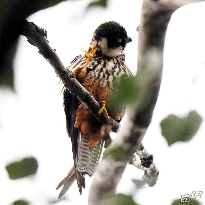 圆明园拍鸟——梳羽的燕隼