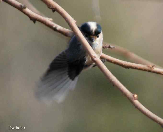 乖巧玲珑滴银喉长尾山雀