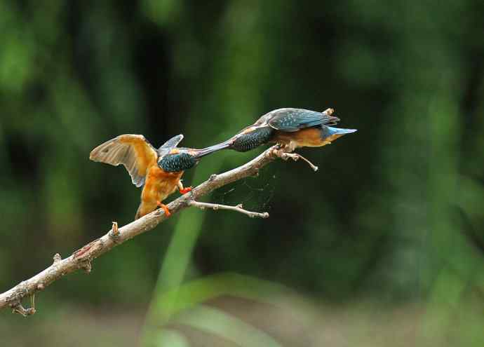 224.可爱小翠---翠鸟之吻