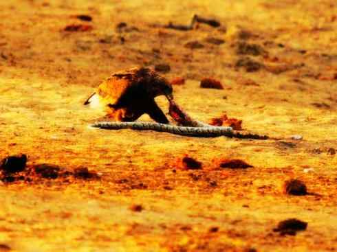 天生猎手：非猛禽类猎手之三（捕蛇高手蛇鹫、地犀鸟）